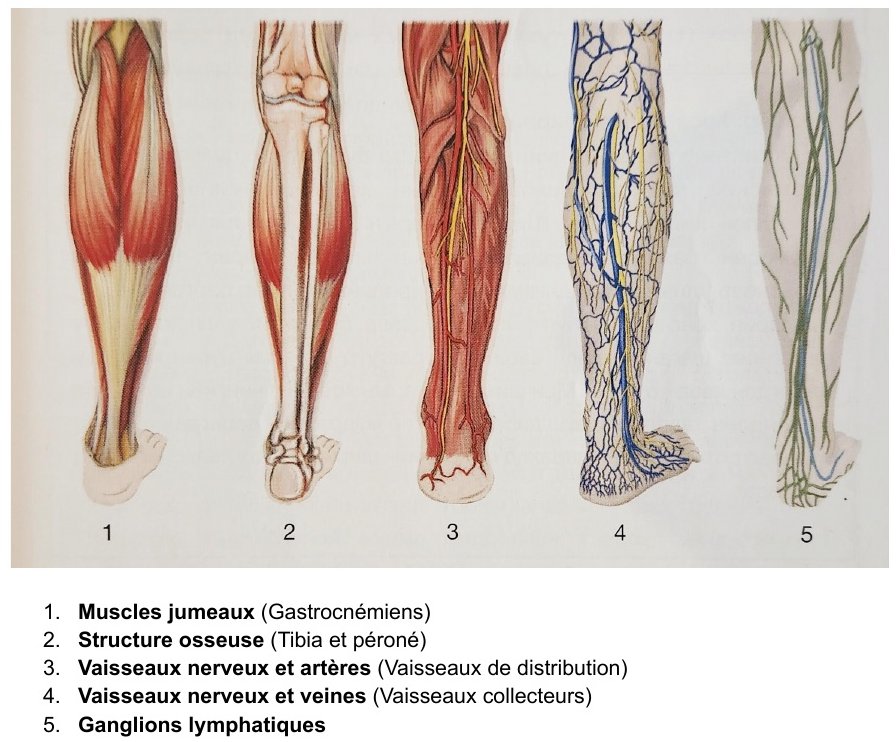 Planche anatomique de la jambe : muscles jumeaux, os, artères, veines, lymphe